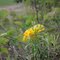 Lithospermum canescens (Michx.) Lehm. (Boraginaceae) in the Parklands.