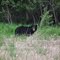 Black Bear Country.