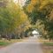 Tree lined streets beautiful anytime of the year
