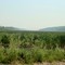 Looking east through marsh in Pipestone Valley July 1, 2008