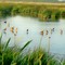 Marbled Godwits and ducks on pond in marsh west of Grenfell view to Northeast, July 1, 2008