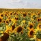 Sunny Day