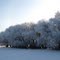 Frosted trees