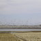 Snow Geese migrating North in April 2