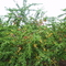 Plum Tree