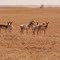 Pronghorn Antelope
