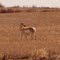 Pronghorn Antelope