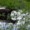 Moose near Chicken, AK