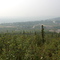 Chicken valley