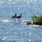 Gulls