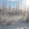 morning hoar frost...mission island road