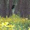 Flowers in Pines