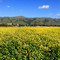 warm spring face to mission peak, fremont