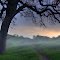 Pastel Morning