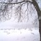 Snow Covered Vineyard