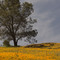 California Poppies and tree Electra Road, Jackson, CA