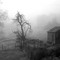 Fog in Black & White