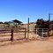 Cattle Pens