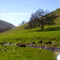 Lone Tree at Creek