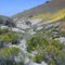 Klipstein Canyon Wildflowers