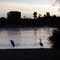 Heron and  Egret