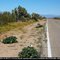 Route 66 - Flowers on the side of the road