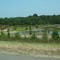 Young pines at Pine Bluff