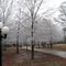 New Snow