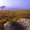 Foggy Morn. near Lake Henshaw Ca