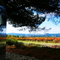 Rodney Strong Vineyards