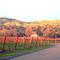 Alexander Valley