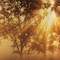 Sunrise in wine country