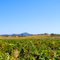 Wine Country
