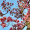 Pink Magnolia