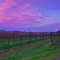 Vineyard sunset