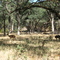 Lower Trail, deer