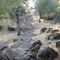South Rim rock garden