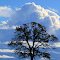 Quercus Cumulus