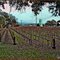 Frank Family Vineyards