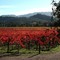 Autumn Grapevines along Silverado Trail