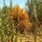 Dodder