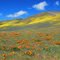 Gorman Wild Flowers