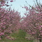 peach orchard--lancaster