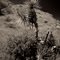 Farthest West Joshua Tree????