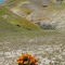 Poppy field, April, on the Fault.