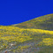 Blue and Gold