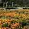 Flowers in that very peculiar Ranch