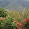 Flowers and Mountains on S6
