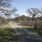 Redbud