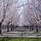 Orchard at Vacaville